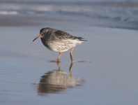Calidris maritima13sty2